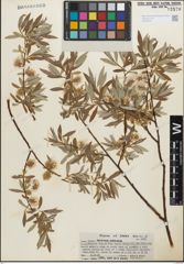 Foto von Salix geyeriana Andersson